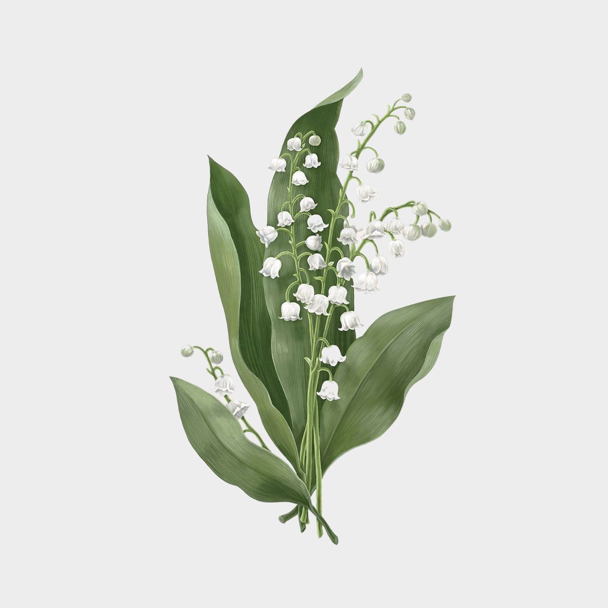 Carrière Frères Majalis Candle (Lily of the Valley)