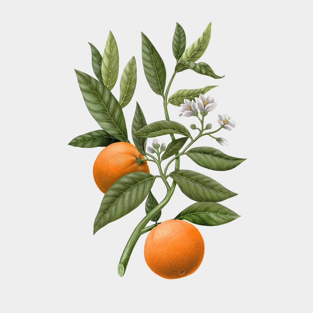 Carrière Frères Citrus Dulcis Candle (Orange Blossom)