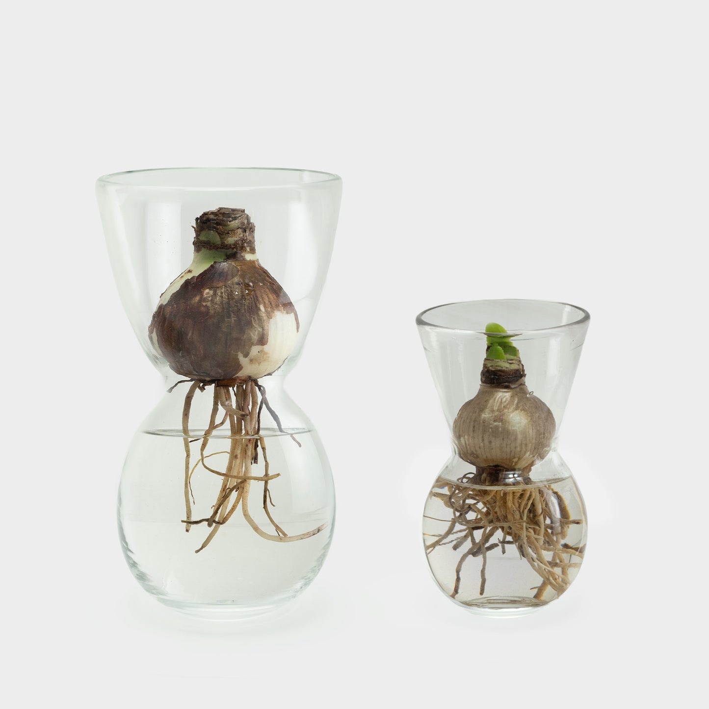Mouth Blown Amaryllis Bulb Forcing Vase