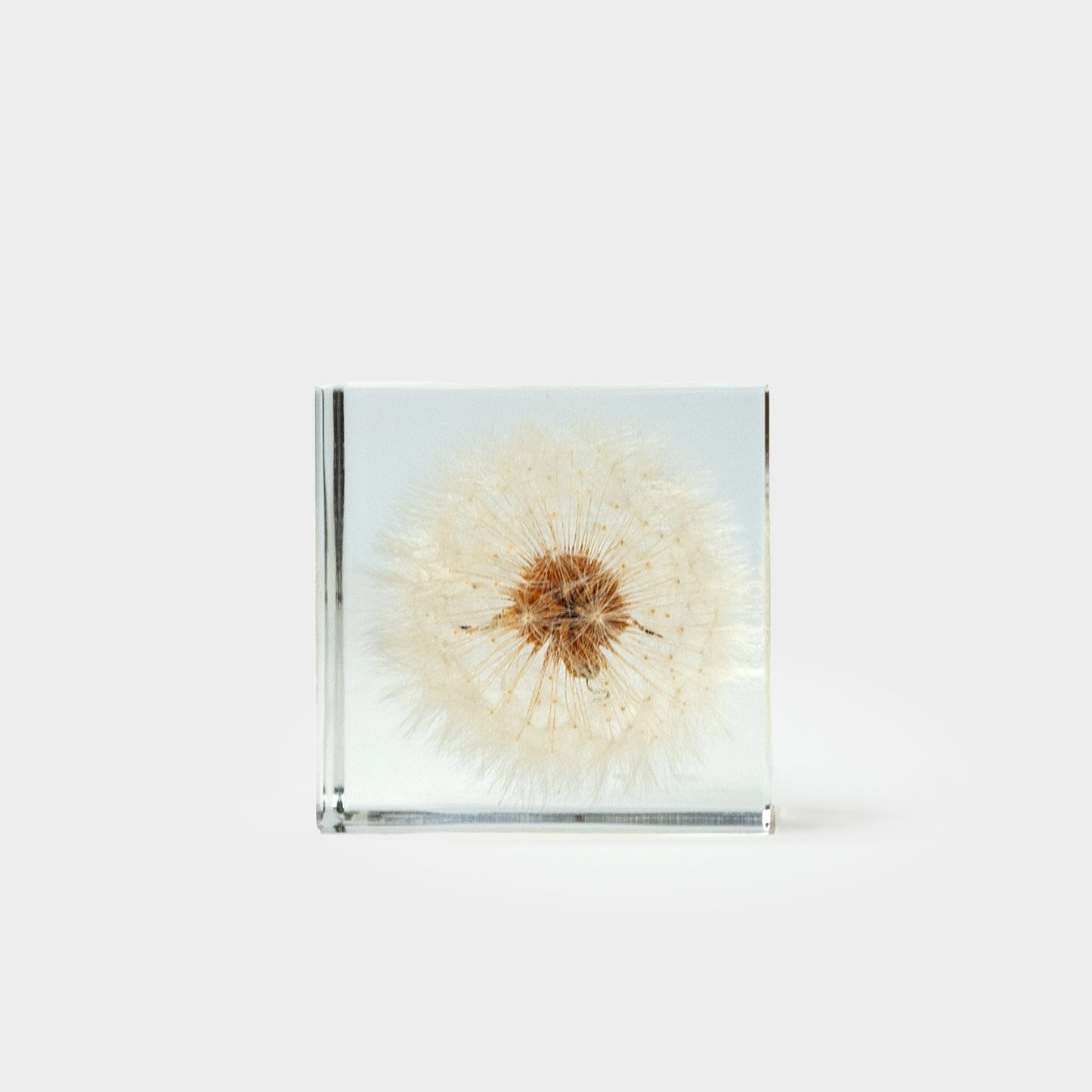 Japanese Botanical Paperweights