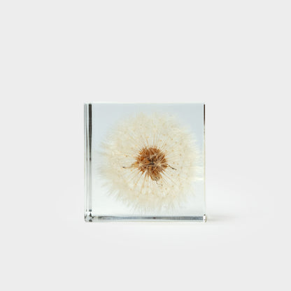 Japanese Botanical Paperweights