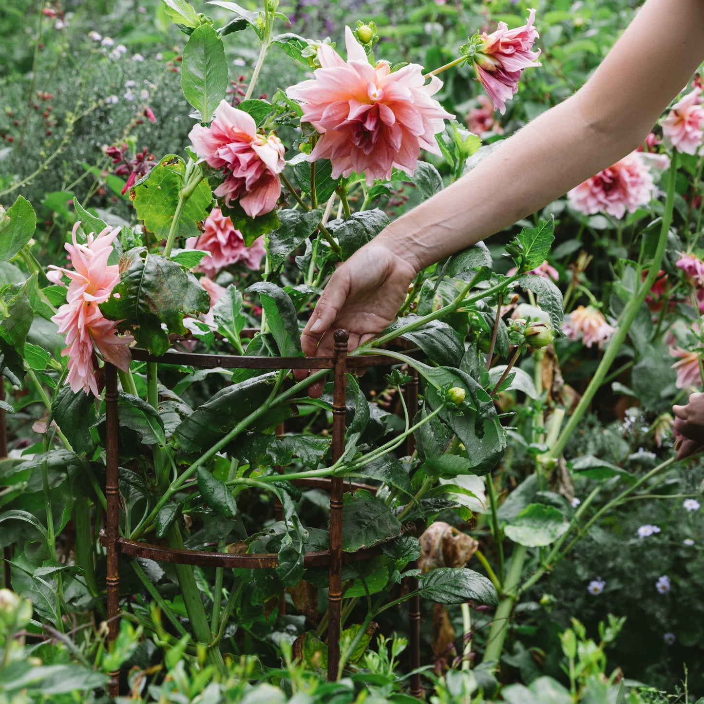 Pavilion Plant Support
