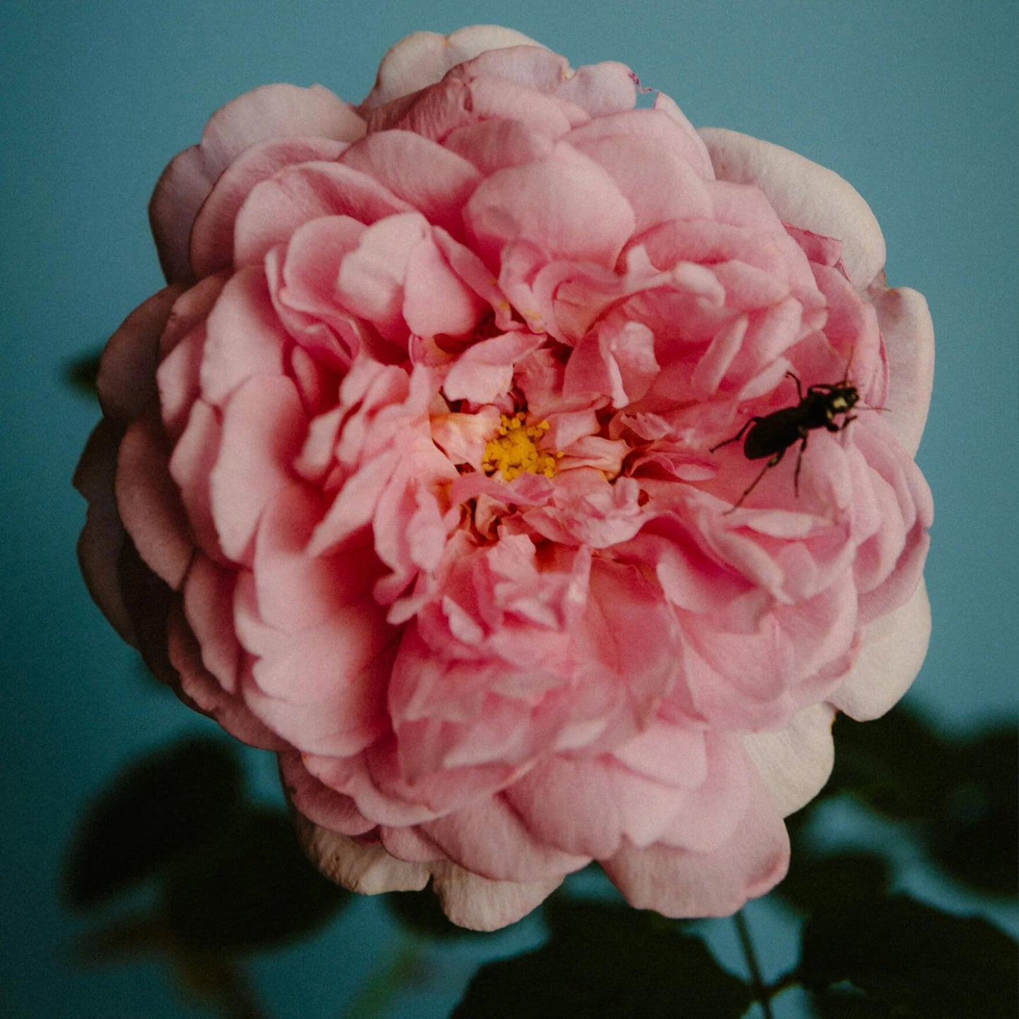 Perfumer H Rose with Insect Temple Incense