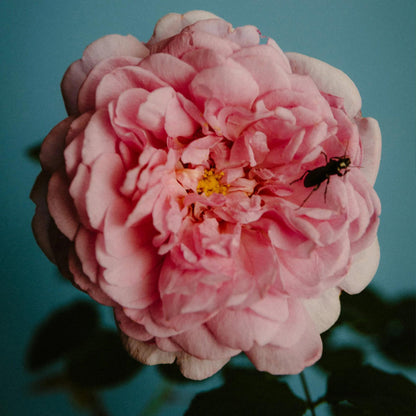 Perfumer H Rose with Insect Temple Incense