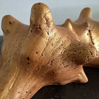 Siamese Shell Sculpture Series