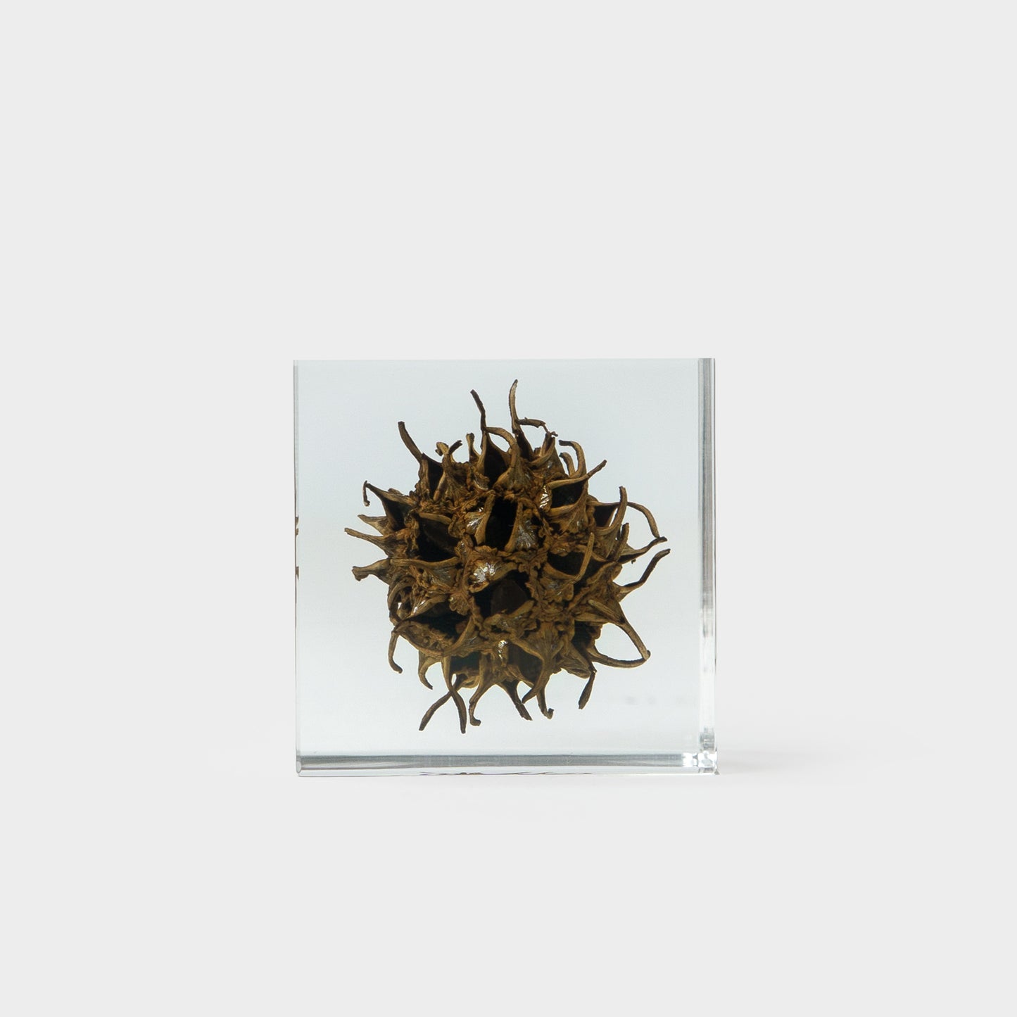 Japanese Botanical Paperweights