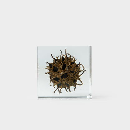Japanese Botanical Paperweights
