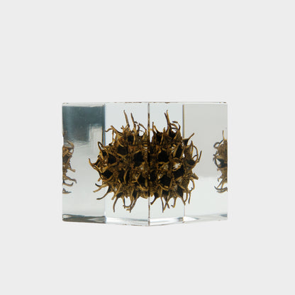 Japanese Botanical Paperweights