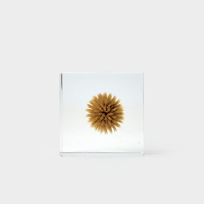 Japanese Botanical Paperweights