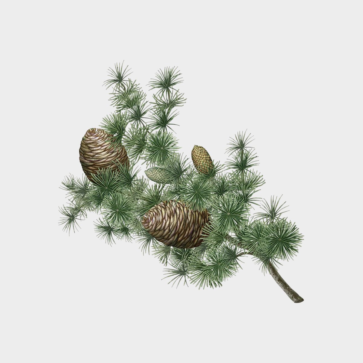 Carrière Frères Cedrus Atlantica Candle (Cedar)