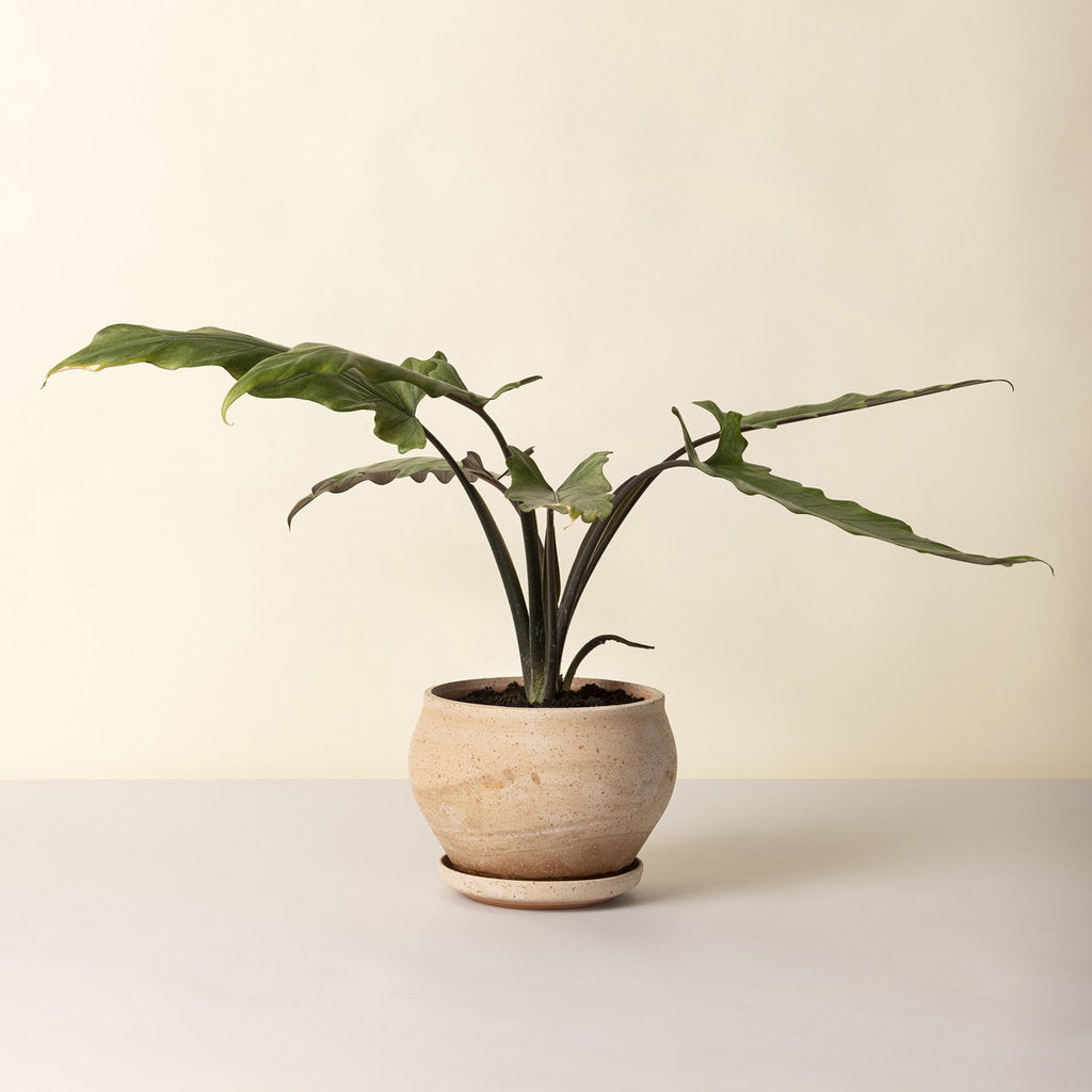 Bergs Delphi Pot