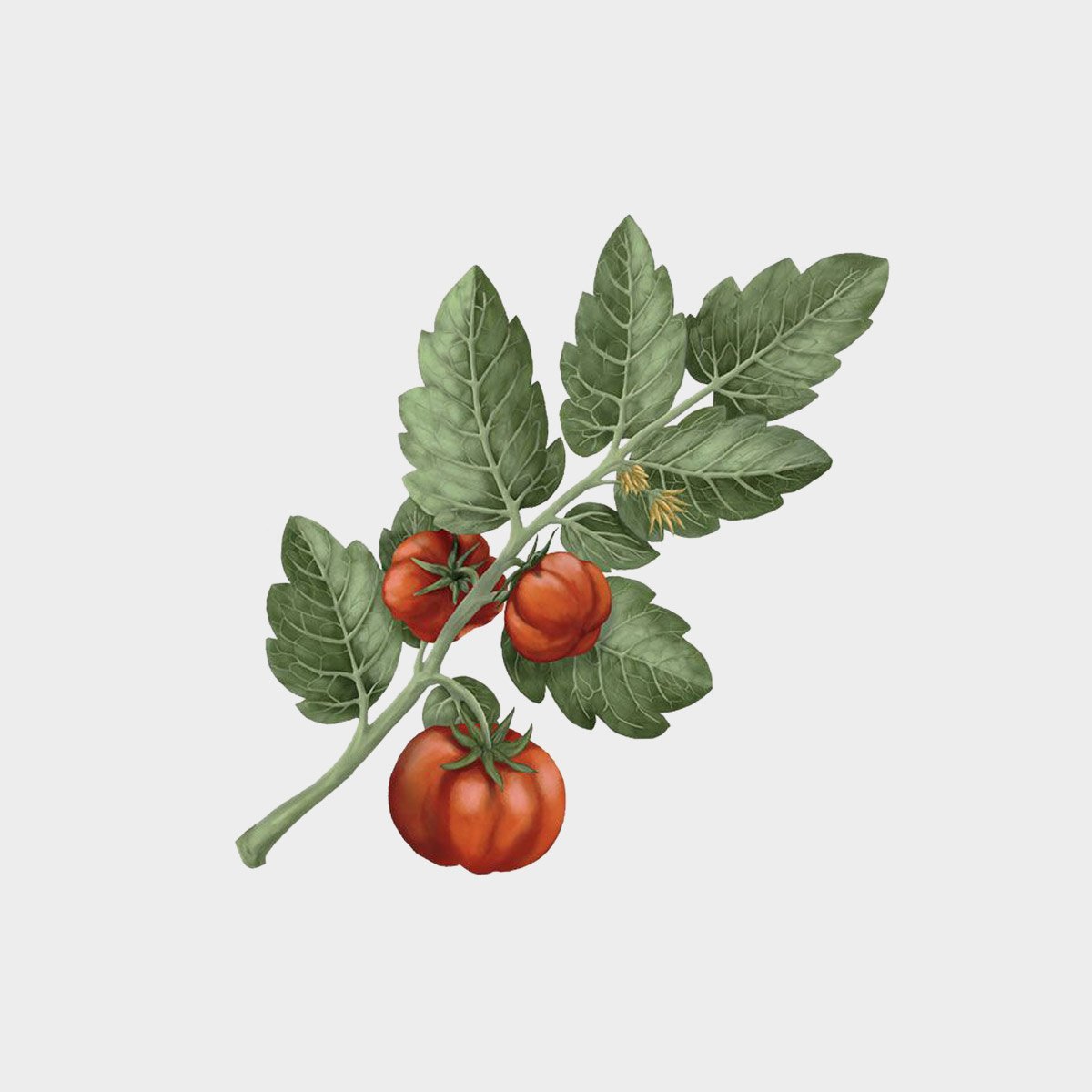 Carrière Frères Lycopersicon Esculentum Candle (Tomato)